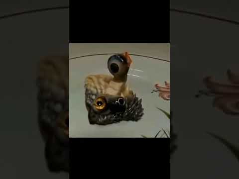 اغرب تجربه في عالم حقن خلايا بشريه في الحيوانات ماذا تكون النتيجه