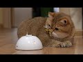 Interactive cat toys