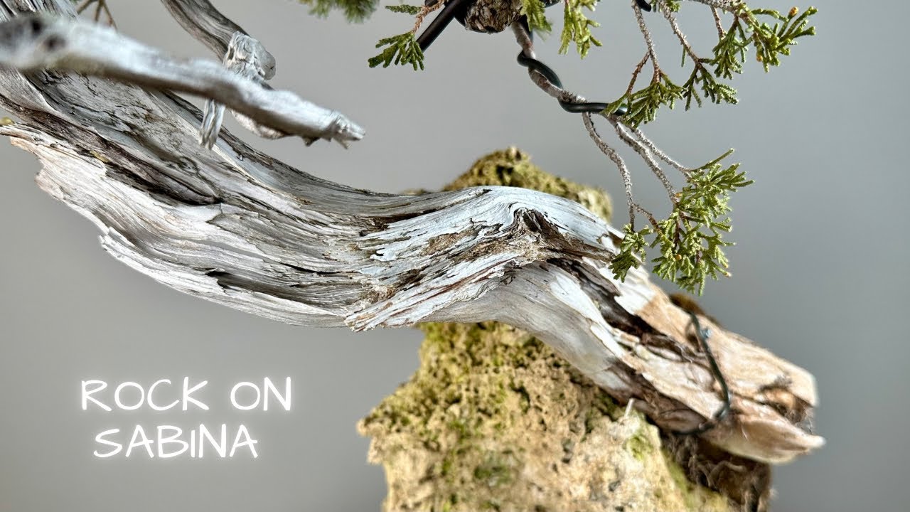 my first Juniperus sabina roots in the rock Bonsai - YouTube