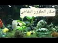 وليدات الحلزون التفاحي كبرو شويا خاصني انقلهم الى حوض الأمهات