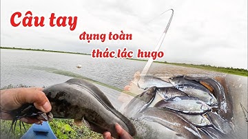 Câu cá thác lác rừng U Minh Thượng - đụng toàn thác lác hugo (tập 171)@huukhuynhkiengiang
