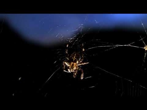Avenue Army - Bedroom Window (Official Teaser)