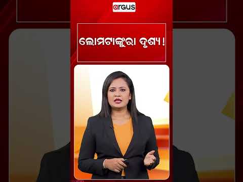 ଲୋମଟାଙ୍କୁରା ଦୃଶ୍ୟ ! | CCTV Footage | Tiger In Village | Argus News
