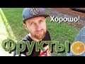 На Фруктах Легко и Просто! Самая Лучшая Система Питания