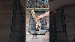 Make a Custom Background #everevolvingexotics #reptileshop #tucson #arizona #bioactivebuild #geckos