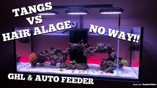 Did tangs beat Hair algae + add auto feeder to GHL