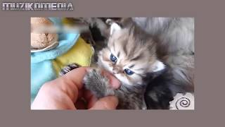 Gülme Kri̇zi̇ne Sokan Hayvanlarkomik Videoları İzle2017