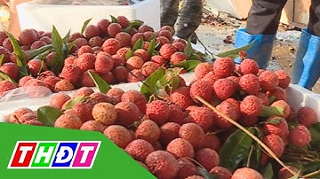 Chú trọng thị trường nội địa để tiêu thụ vải thiều | THDT