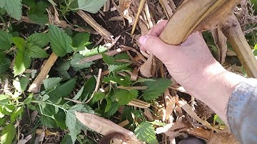 Is high yielding open pollinated corn possible???