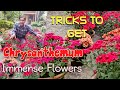 How to Grow Magical Flowers in Chrysanthemum