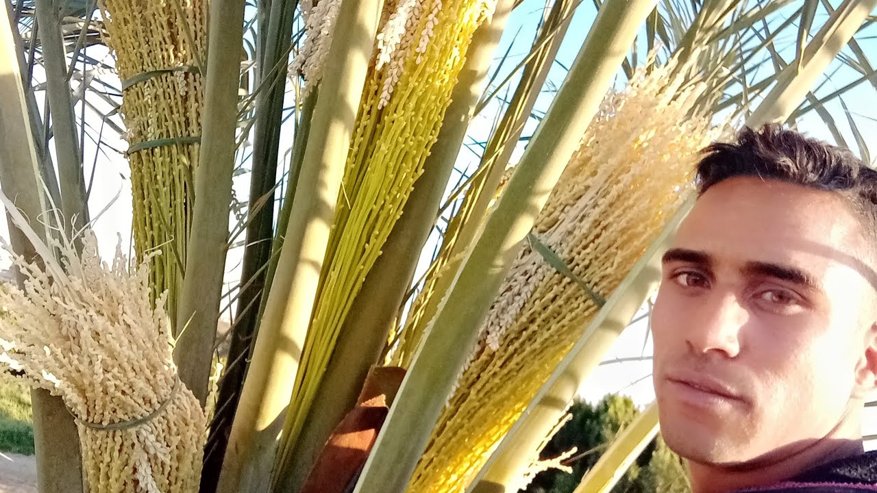 طريقة لقاح النخل🌴