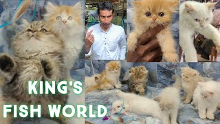 Persian kittens in Hyderabad kings fish world | vaccinated Persian cats