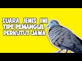Suara Burung Perkutut Lokal Untuk Pancingan Manggung Dan Masteran Serta Pikat Mp3 - Mp4 Download