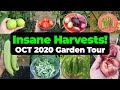 Insane Vegetable Harvests! California Gardening October 2020 Full Tour