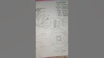 B.sc botany practical file #3rd semester #flora file ‎@biology_diagram_001 