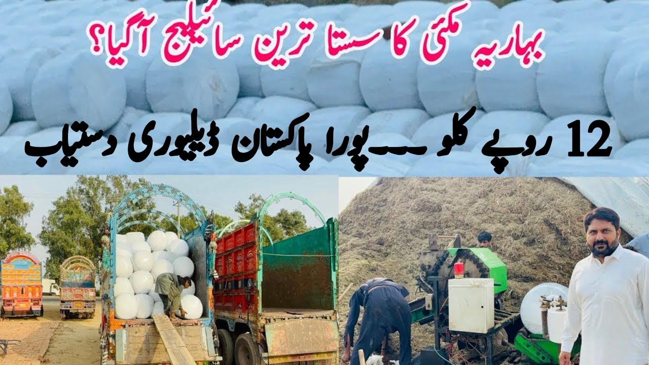 Low Cost Silage Big offers! Pure Corn Silage || Best Quality Silage