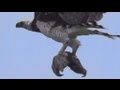 طائر عقاب يفترس حيوان الكسلان Eagle attacking Sloth