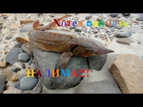 Ловил налима, а поймал осетра Якутия Yakutia
