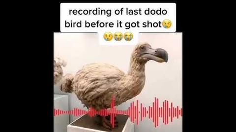 nahhhh dodo ts tuff and sad at the same time bro 😭😭🍆🕊️ #memes #funny #shitpost #sus #tiktok #fyp