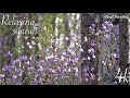 Расслабляющие звуки весеннего леса - делайте 🔊 / Relaxing sounds of a spring forest 4k - use 🎧