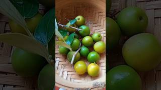 Buah Bidara Arab Vs Apel India