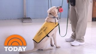 Prison Inmates Train Service Dogs To Aid Wounded Military Veterans | TODAY