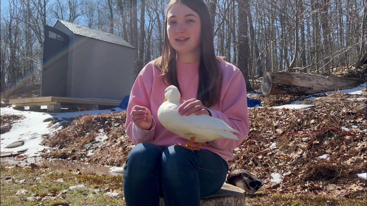 Why Female Ducks Need Calcium Supplements YouTube