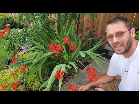 Crocosmia - Let's learn about this plant together