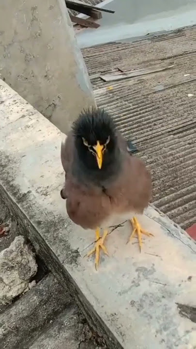 jalak Nias bisa ngomong
