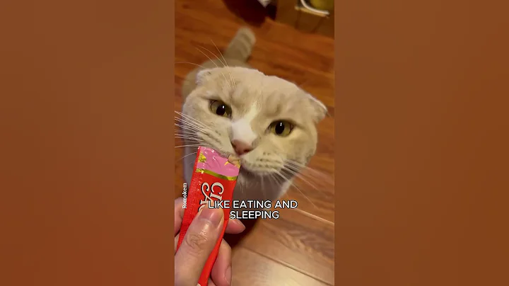 Video 11413411: cats pet catlover cutecat, cats cutecat catlover animals, catlover pets funny cutecat, cute catlover pets cats