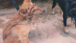 Daily life for Karou & Karouy dog #dog #dogs #animals #pets