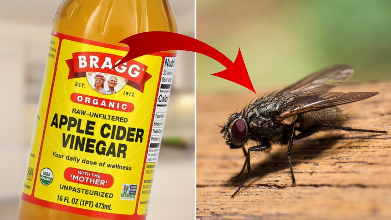 10 Effective Ways to Get Rid of Houseflies at Home Naturally and Safely