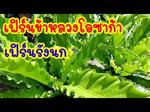 วีดีโอ: เฟิร์นรังนก: วิธีดูแลเฟิร์นรังนก