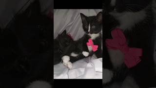 so cute kittys play adorable catfancy cat meow fypシ゚viral foryou shorts cutecat fypkittens