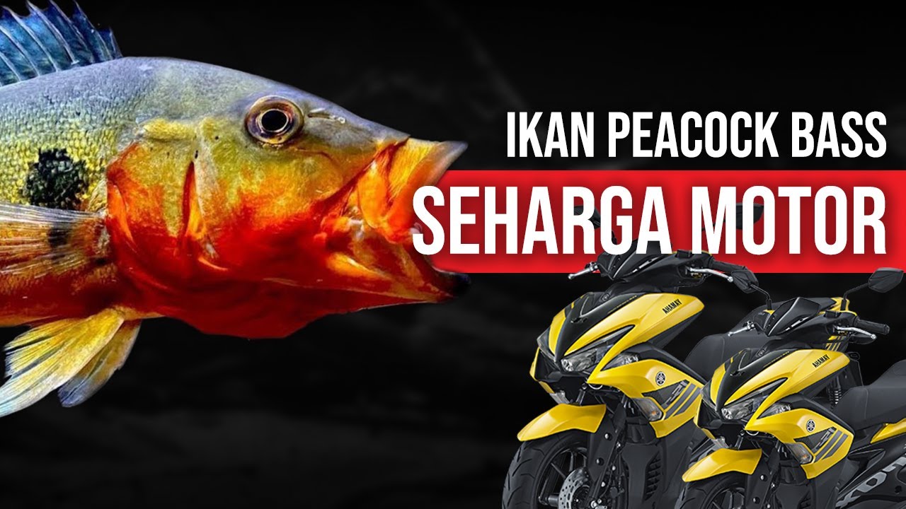 Apa Itu Fogo Apa Itu Fogo