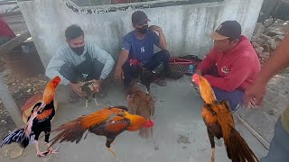Gawok Sukoharjo Market || The busiest chicken market frequented by out-of-town wholesalers