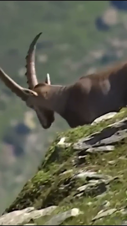 #Goatmbeek #shorts #goat #mbe #kambing #domba #animals #kambingkambing #wildlife