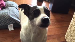 Cute rat terrier dog cries and asks to jump on the couch