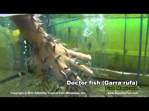 Video: Hur Man Tar Hand Om Garra Rufa Fisk