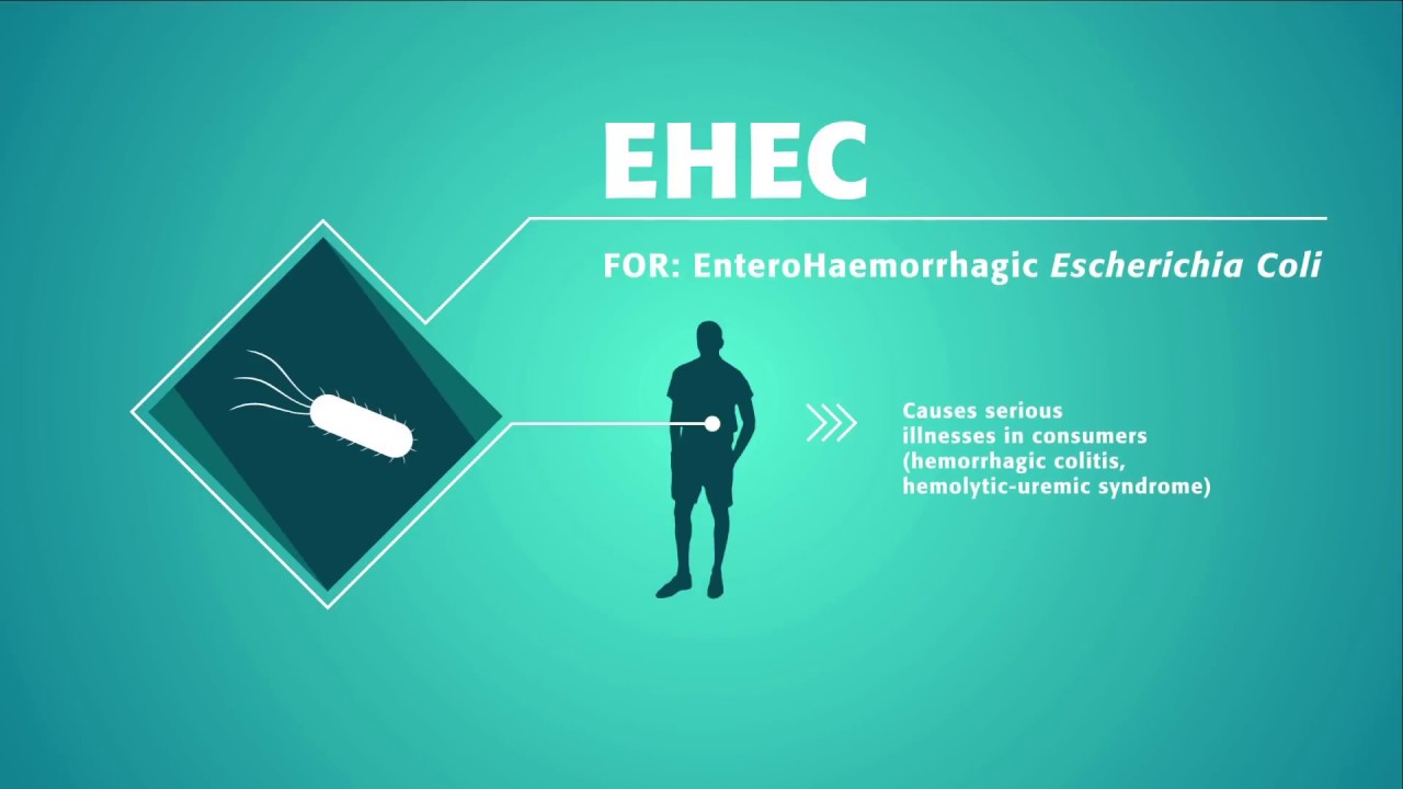 EHEC Enterohaemorrhagic Escherichia Coli Detection BioM rieux s 