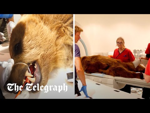 Bear &#039;Boki&#039; becomes first in Britain to get MRI after suffering seizures