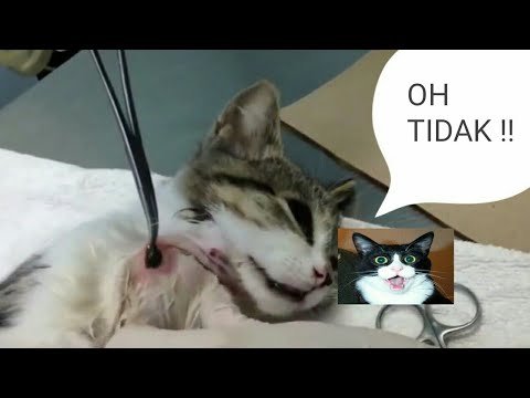 Video: Warbles - Salah Satu Keadaan Kulit Terburuk - Jangkitan Bot Fly Pada Anjing Dan Kucing