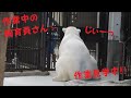 【しろくまピース】大好きな飼育員さんの側にいたいピースちゃん♪ 　2021/1/13　とべ動物園