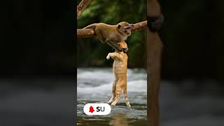 Hero Monkey Saves Drowning Kitten #funny #shorts #MonkeySavesKitten #AnimalRescue #petlover