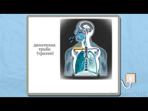 Устройство и функции на дихателната система - Човекът и природата 5 клас | academico
