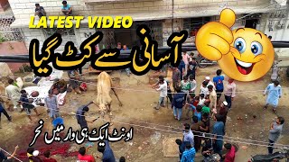 Camel Qurbani Karachi 2019 | Professional Qasai |  اونٹ کی قربانی کا صحیح طریقہ