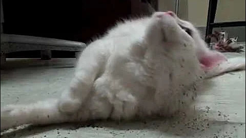 Video 286511: turkish angora mix, turkish angora kitty, turkish angora cat, white turkish angora, cat adoption