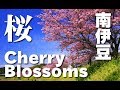 [HD]南伊豆・みなみの桜と菜の花まつり(sakura) Kawazu cherry blossoms in Minami 日本の桜 桜便り