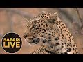 safariLIVE - Sunrise Safari - August 15, 2018