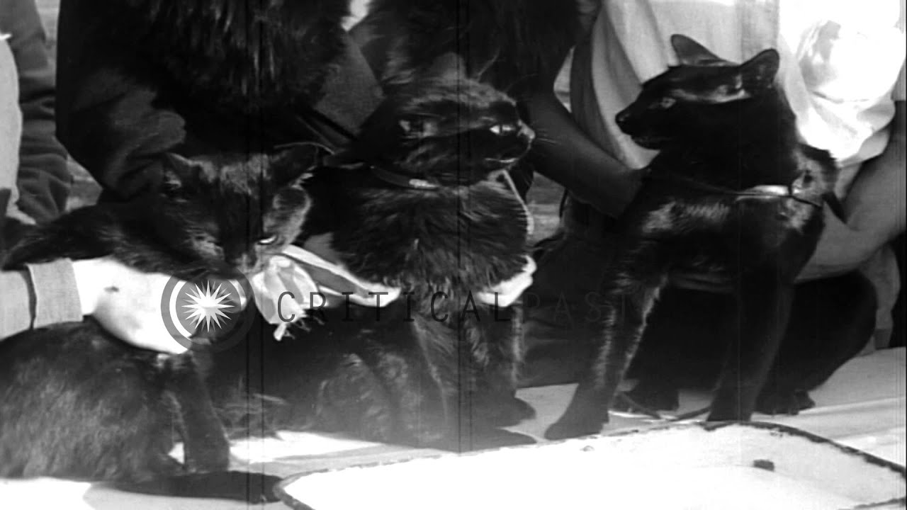 Boris Karlof and Bela Lugosi, noted screen stars judge dark complexioned cats of ...HD Stock Footage